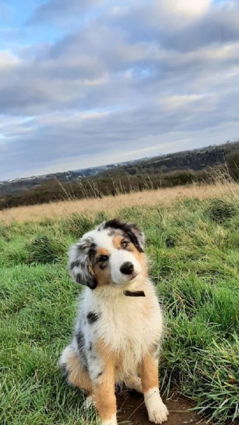 Aussie Collie Puppies, Full Grown Australian Shepherd, St Bernard Australian Shepherd, Australian Shepherd Aesthetic, Aussies Puppies, Chien Cute, Aussie Shepherd Puppy, Cutest Dog Breeds, Aussie Puppy