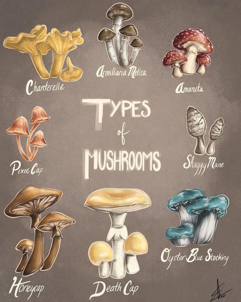 Mushrooms And Their Names, Mushroom Species Chart, Different Mushroom Types, Mushroom Types Drawing, Mushroom Names Aesthetic, Types Of Mushrooms Drawing, Mushrooms Names, Mushroom Identification Chart, Bf Crafts