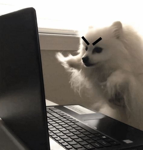 Trending GIF reaction dog mad working typing redditors angry typing commentors Swimming Gif, Reaction Gif, Angry Animals, Clickbank Affiliate, Angry Dog, Dog Animation, Hand Type, Pomeranian Dog, Smiling Dogs