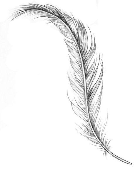 Feather Tattoo Line Art, Wispy Feather Tattoo, Plume Tattoo, Feathers Drawing, Tattoo Plume, Feather Tat, Feather Drawing, Feather Tattoo Design, Feather Tattoo