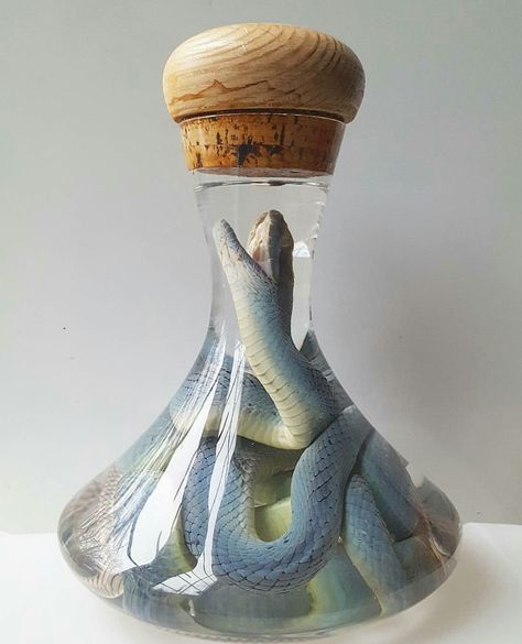 Red Tail Rat Snake Wet Specimen in Glass Decanter Wet Specimen Taxidermy, Oddities Collection, Oddities Decor, Rat Snake, Get Scared, Wet Specimen, Taxidermy Art, Vulture Culture, Glass Decanter