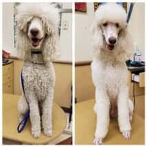 Poodle Hairstyles, Standard Poodle Haircuts, Poodle Haircuts, Poodle Haircut Styles, Grooming Salons, Dogs Ideas, Poodle Hair, Poodle Haircut, Poodle Cuts