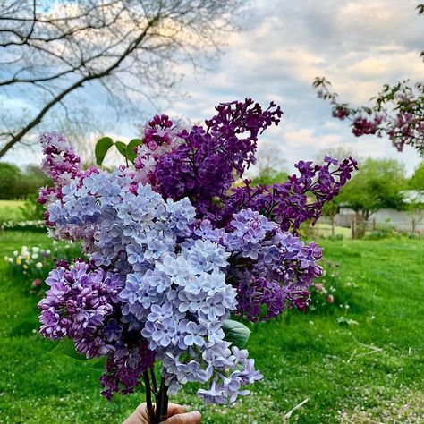 Flower Magazine - 7 Things to Know about Lilac Bushes: In the short story “Lilacs,” Kate Chopin wrote, “When the scent of the… - View More Lilac Varieties, Common Lilac, French Lilac, Lilac Bushes, Lilac Tree, Lilac Blossom, Hydrangea Care, Fragrant Plant, Lilac Flowers