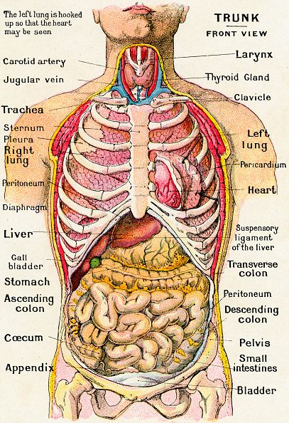 Vintage anatomical study of the human torso frontal view showing the major organs and bones engraving 1914 Human Torso Anatomy, Human Anatomy Picture, Human Body Diagram, Torso Anatomy, Anatomical Study, Human Torso, Anatomy Organs, Human Body Organs, German School