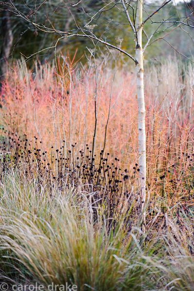 Betula utilis var. jacquemontii 'Jermyns' amongst colourful stems of Cornus alba 'Westonbirt' and C. sanguinea 'Midwinter Fire' in the winter border with a line of Pheasant Grass, Anemanthele lessoniana, in the foreground. Barn House, Brockweir Common, Glos, UK Winter Border, Betula Utilis, Cornus Alba, Forest Lodge, Winter Gardens, Manor Garden, Planting Plan, Palace Garden, Plant Identification