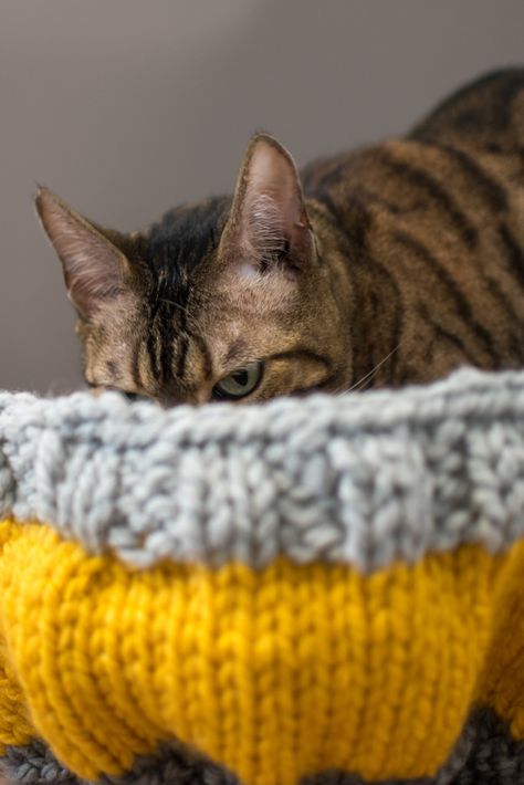 How to knit a cat bed that your cat won’t sit in Knitted Cat Bed Pattern Free, Knit Cat Bed Free Pattern, Knitted Cat Beds Free Pattern, Knit Cat Bed, Cat Bed Pattern, Cat Pod, Free Barbie, Knit Accessories, Fair Isle Knitting Patterns