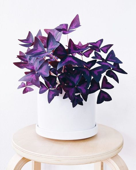 ·~ Amy ~· on Instagram: “Oxalis triangularis · 🦋🦋🦋 sending out positive vibes and best wishes to everyone, like butterflies floating by. . . Edit: P.S. Out of all…” Indoor Plants Names, Aloe Vera Care, Flower References, Oxalis Triangularis, Easy Plants To Grow, Indoor Trees, Inside Plants, Garden Quotes, Hydroponics System