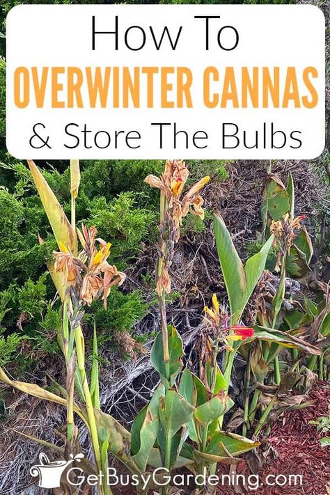 Canna Lily Landscaping, Cana Lillies, Canna Lily Care, Canna Lily Garden, Cana Lily, Winter Planting, Canna Bulbs, Canna Lilies, Lily Care