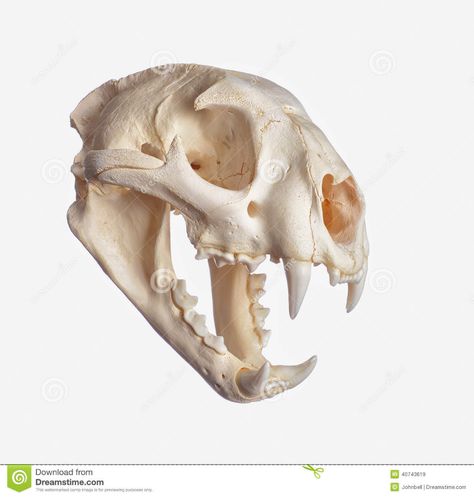 Animal Skull Reference Photography, Mountain Lion Skull, Cat Skull Drawing, Panther Skull, Jaguar Skull, Skulls Animal, Animals Skull, Skull References, Canine Skull