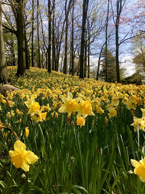 Yellow Daffodils Aesthetic, Daffodil Aesthetic, Daffodils Aesthetic, Daffodils Wallpaper, Daffodil Wallpaper, Wild Daffodils, Here's To The Fools Who Dream, Summer Hill, Yellow Daffodils