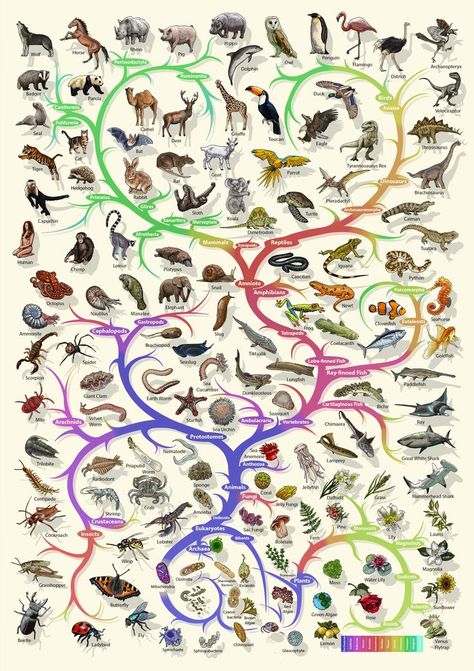 Evolution - tree of life - biology poster Biology Poster, Evolutionary Biology, Poster Nature, Life Poster, Animal Species, Beautiful Posters, Life Photo, Gifts For Nature Lovers, Buy Prints