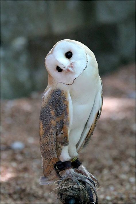 Barn owl art