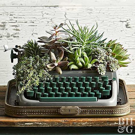 Typewriter Decoration Ideas, Typewriter Planter Diy, Typewriter Planter, Succulent Tips, Indoor Herbs, Licorice Plant, Succulent Containers, Recycled Diy, Old Typewriter