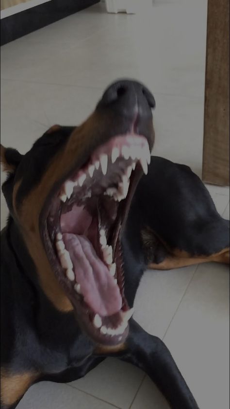 Dobber Man Dog Aesthetic, Doberman Agressive, Perro Doberman Pinscher, Blue Doberman, Doberman Love, Doberman Pinscher Dog, Scary Dogs, Dangerous Dogs, Animal Teeth