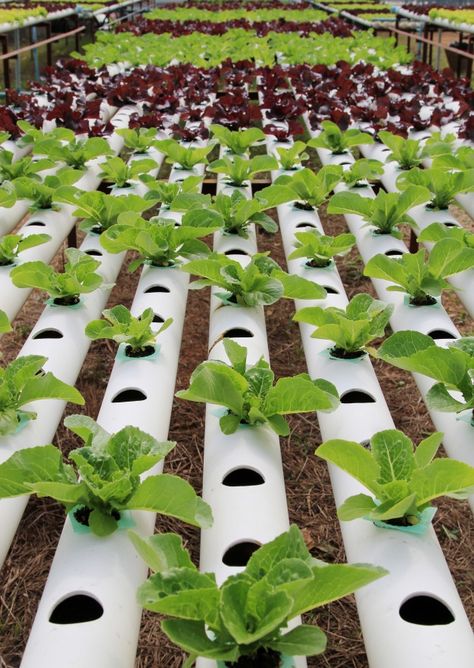 Farming Photo, Agriculture Pictures, Hydroponic Gardening Diy, Hydroponic Farm, Hydroponic Vegetables, Mars Colony, Vegetable Farm, Water Technology, Hydroponic Garden