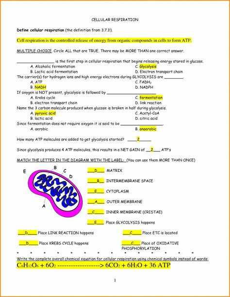 Cellular Respiration Worksheet Answer Key Lovely High School Biology Worksheets with Answers Pogil High – Chessmuseum Template Library Photosynthesis Worksheet, Cell Respiration, Photosynthesis And Cellular Respiration, Cells Worksheet, Biology Worksheet, Cellular Respiration, Matter Science, Ap Biology, Egyptian Food