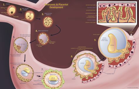 Embryonic and placental development | McMaster Pathophysiology Review First Month Of Pregnancy, Embryonic Development, Pregnancy Months, Medical Illustration, Women's Health, One Month, Biology, Ramadan, Medicine