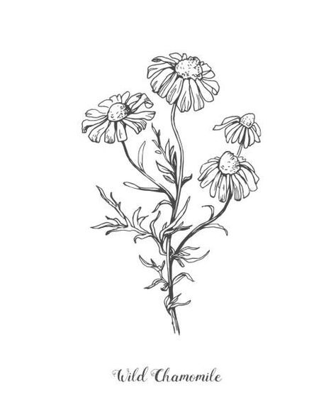 Wild Daisy Drawing, Chamomile Plant Drawing, Camomile Flower Drawing, Chamomile Flowers Drawing, Flower Blooming Drawing, Chamomile Sketch, Chamomile Flower Tattoo, Blooming Flower Drawing, Wild Daisy Tattoo