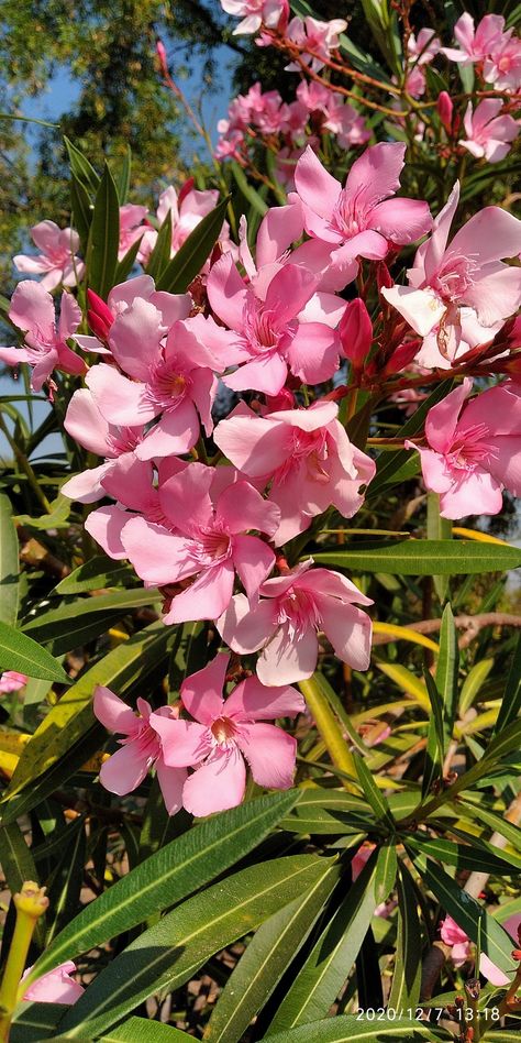 Nerium Oleander Tattoo, Oleander Aesthetic, Oleander Tattoo, Oleander Flower, Nerium Oleander, Reference Items, Beautiful Nature Wallpaper Hd, Flower Sleeve, Aesthetic Roses