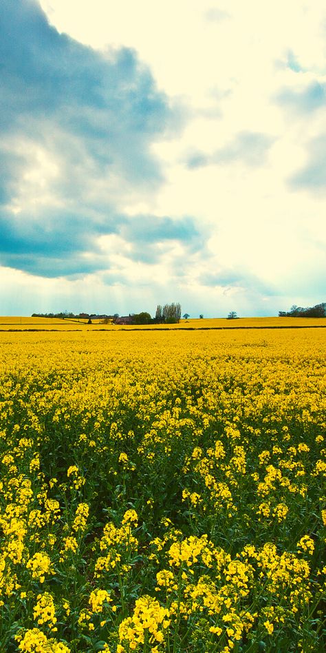 Field Of Yellow Flowers Aesthetic, Yellow Flower Field Aesthetic, Yellow Field Aesthetic, Flower Field Wallpaper Iphone, Yellow Aesthetic Landscape, Yellow Flower Aesthetic, Yellow Aesthetic Background, Yellow Flower Background, Flower Field Wallpaper