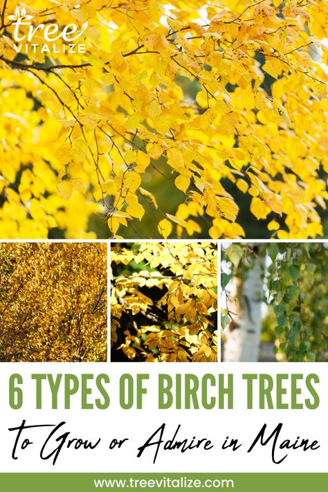 6 Types of Birch Trees to Grow or Admire in Maine Types Of Birch Trees, Birch Trees Landscaping, Best Suit, Specimen Trees, Fast Growing Trees, Ornamental Trees, Birch Trees, Birch Bark, Forest Fire