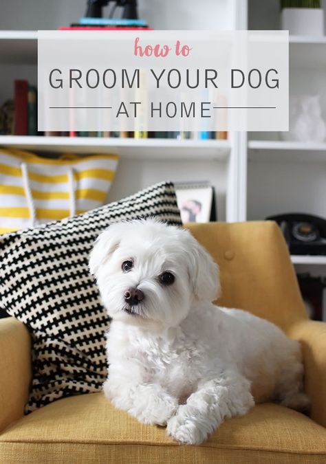 How To Groom Your Dog At Home - Wonder Forest Dog Grooming Styles, Dog At Home, Dog Clippers, Dog Grooming Tips, Dog Haircuts, Grooming Style, Dog Salon, Dog Info, Maltese Dogs