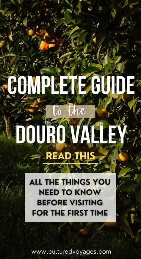 Read this travel guide from Cultured Voyages if you’re travelling to the Douro Valley. Covering subjects like things to do in the Douro Valley, how to get to the Douro Valley, a little about the vineyards in the Douro Valley (along with visiting them), you’ll be equipped with all the knowledge you need before you commence your Douro Valley trip. Where To Stay In Douro Valley, Best Wineries In Douro Valley, Douro Valley Portugal Vineyard, How To Repel Flies, Repel Flies, Day Trips From Porto, Douro Valley Portugal, Plane Trip, Portugal Wine