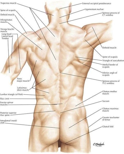 Surface Anatomy, 남성 근육, Human Muscle Anatomy, Anatomy Practice, Lumbar Spine, Body Study, Anatomy Physiology, Man Anatomy, Human Body Anatomy