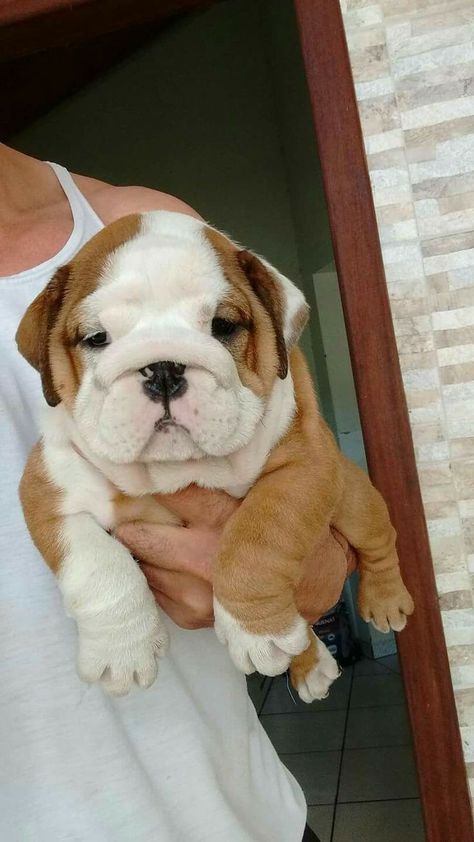 Tattoos Dog, Big Dogs Breeds, Biggest Dog In The World, Biggest Dog, Cute Bulldog Puppies, Aesthetic Dog, Cute Dogs Images, Dog Aesthetic, Very Cute Puppies