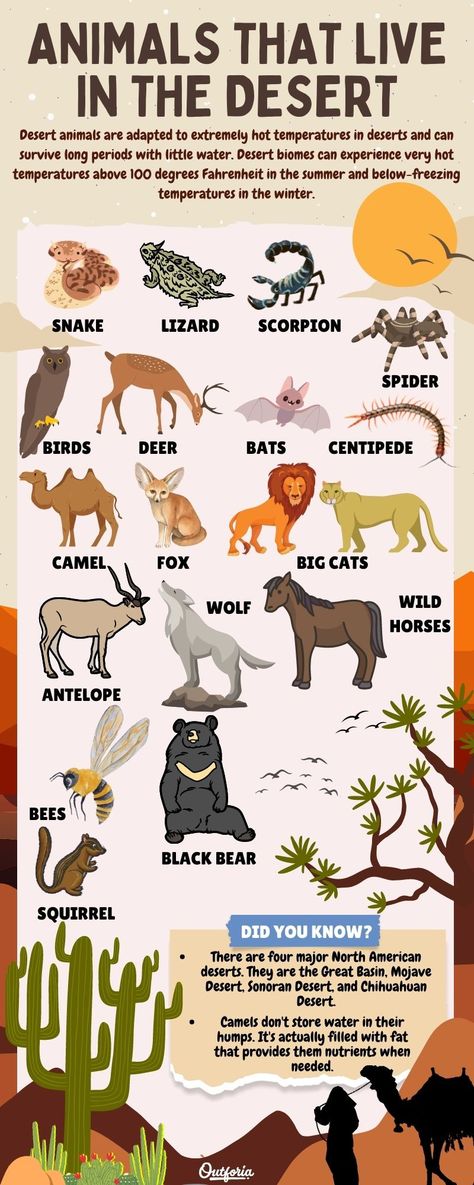 Animals Of The Desert, Animals Habitats Activities, Desert Habitat Projects For Kids, Desert Biome Project Ideas, Desert Theme Preschool, Desert Animals Preschool, Desert Animals Crafts, Desert Animals Worksheet, Desert Animals Printable