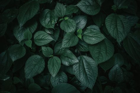 Foliage of tropical leaf in dark green t... | Premium Photo #Freepik #photo #background #pattern #vintage #tree Dark Leaves Background, Dark Leaves Wallpaper Desktop, Dark Green Texture, Live Background, Foliage Background, 1366x768 Wallpaper, 1366x768 Wallpaper Hd, Plant Texture, Green Leaf Background