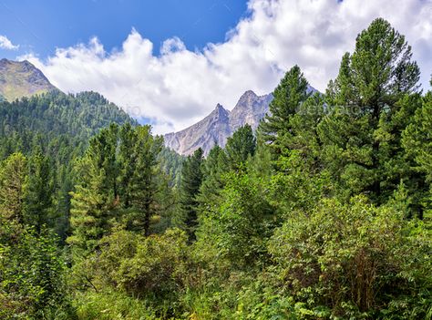 Green Mountain Taiga by zhaubasar. Green mountain taiga. Centennial Siberian pine trees and small shrubs on edge of forest. Tunkinsky National Park. Bur... #AD #Centennial, #taiga, #pine, #Siberian Edge Of Forest, Taiga Forest, Landscape Waterfall, Small Shrubs, Biome, Green Mountain, Pine Trees, Pine Tree, Forest Green