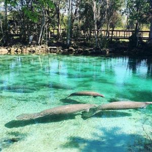 A sanctuary for migrating manatees, the Three Sisters Springs in Crystal River is a refuge for the gentle beasts that congregate here during the winter months. Visitors can view them from the boardwalk, but for swimming, guests must reach the springs via boat or kayak. Crystal Springs Florida, Manatees In Florida, Swim With Manatees, Swimming With Manatees, Crystal River Florida, Blue Springs State Park, Manatee Florida, Lovers Photo, Marco Island Florida