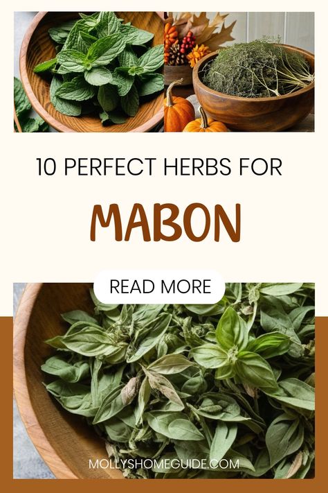 Explore the magic of Mabon with a collection of autumn herbs and their correspondences. Dive into the enchanting world of Mabon rituals by incorporating herbs and oils that resonate with this Fall Equinox celebration. Enhance your Mabon festivities with a variety of herbs known for their magical properties, perfect for creating meaningful rituals and spells. Discover the significance of using specific herbs during Mabon to enrich your seasonal practices and infuse your space with the essence of Mabon Herbs, Mabon Correspondences, Fall Equinox Rituals, Fall Equinox Celebration, Autumn Herbs, Mabon Rituals, Mabon Crafts, Equinox Celebration, Mabon Celebration