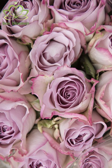 Checkout our blog post featuring a selection of our lilac and purple toned roses. This is the variety 'Memory Lane'. #wholesaleflowers #flowerwholesaler #flowers #flowersupplier #roses #purpleroses #lilacroses #rosememoylane #weddingflowers #flowers #floral #northeast #floristry #flowermarket #slowfloralstyle #floralfix #florallove #florallife #blooms #floralphotography #flowersoftheday Memory Lane Aesthetic, Roses Varieties, Rose Varieties, Lilac Roses, Lavender Garden, Shabby Flowers, Flower Soft, Floral Photography, Beautiful Flowers Wallpapers