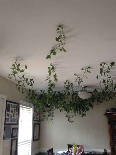 Hanging vine plants across the ceiling. Use hanging hooks ... #hangingplantideas #gardenideas Plants Hanging From Ceiling, Hanging From Ceiling, Fake Hanging Plants, Plants Hanging, Aesthetic Bedroom Ideas, Fake Plants Decor, Hanging Plants Indoor, Plant Decor Indoor, Bedroom Plants