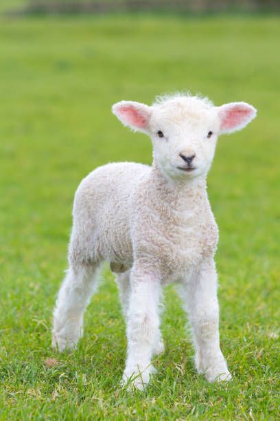 Second part of the series🥳🥳 Lamb Pictures, Farm Pictures, Sheep Breeds, Cute Lamb, Baby Sheep, Baby Lamb, Sheep And Lamb, Cute Sheep, Baby Goats