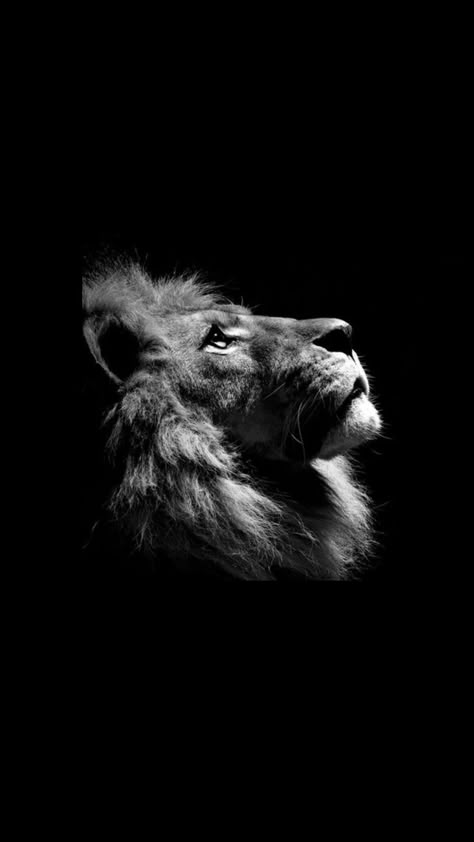 Lion Profile, Photographie Art Corps, Eagle Wallpaper, Lion Photography, Lions Photos, Spiritual Paintings, Beautiful Profile Pictures, Space Phone Wallpaper, Leo Tattoos