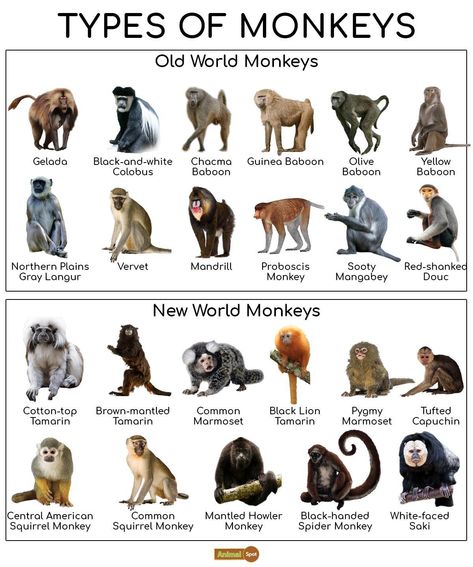 Monkey Facts, Types, Lifespan, Classification, Habitat, Pictures Different Types Of Monkeys, Animals Name List, Monkey Breeds, Monkey Types, Marmoset Monkey, Animal Infographic, Types Of Monkeys, Monkey Pictures, Monkey Art