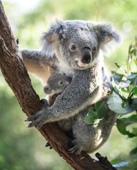 Koala Marsupial, Terri Irwin, Bindi Irwin, Cute Koala, Feeling Sleepy, Koala Baby, Eucalyptus Leaves, Cute Animal Pictures, Koala Bear