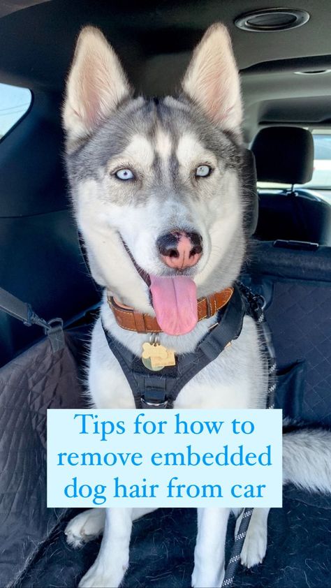 remove dog hair from car Remove Dog Hair From Car, Dog Hair Cleaning, Dog Hair Removal, Cleaning Pet Hair, Welsh Corgi Puppies, Cleaning Car Interior, Dog Pee, Personal Grooming, Up Dog