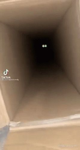 Cat Jumpscare GIF - Cat Jumpscare Cat Jumpscare - Discover & Share GIFs Cat Jumpscare, Jumpscare Gif, Jumpscare Video, Jump Scare Gif, Spider Jump Scare Video, Cat Jumping Animation, Horror Videos, Creepy Cats, Cat Jumping Gif