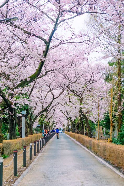 8 of the Most Beautiful Parks & Gardens in Tokyo | Tokyo Weekender Japanese Park, Japanese Art Modern, Roppongi Hills, Abandoned Town, Seaside Park, Beautiful Parks, Tokyo Skytree, River Park, Japanese Gardens