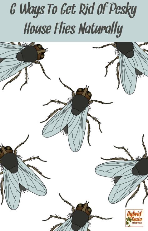 6 Ways To Get Rid Of House Flies Naturally by Hybrid Rasta Mama House Fly Traps, Bee Traps, Get Rid Of Flies, Natural Mosquito Repellant, Carpenter Bee, Fly Repellant, Natural Pest Control, Fly Traps, Bug Spray