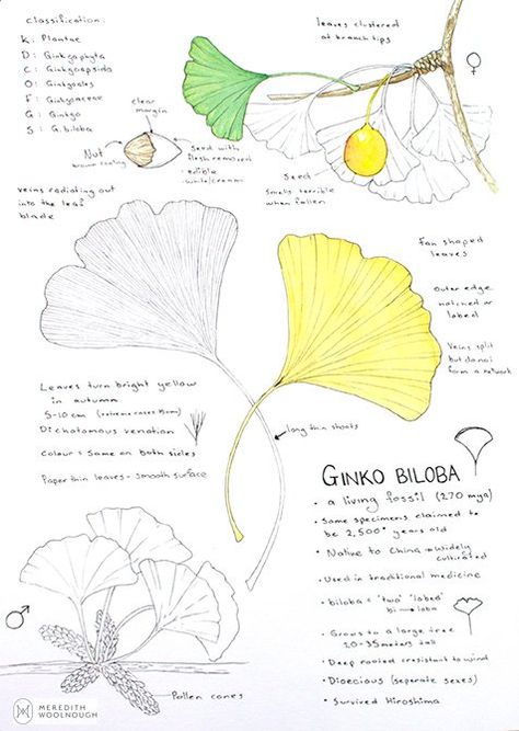 Ginko Leaf Design, Ginko Pattern, Ginkgo Tattoo, Ginkgo Branch, Meredith Woolnough, Ginkgo Design, Ginkgo Art, Ginko Leaves, Ginko Biloba