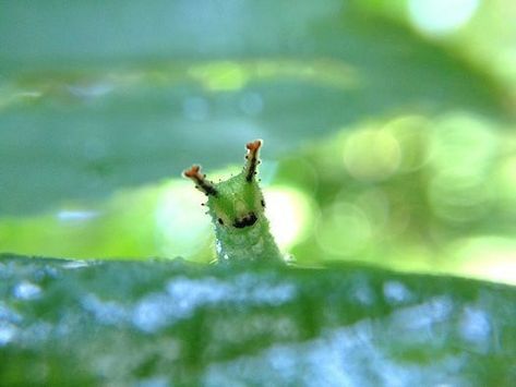 Japanese Emperor Caterpillar, Emperor Caterpillar, Japanese Emperor, Cool Bugs, Beautiful Bugs, Creepy Crawlies, Arthropods, Silly Animals, Bugs And Insects