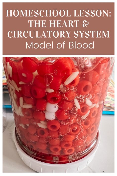 Circulatory System Experiment, Circulatory System Kindergarten, The Circulatory Story Activities, Heart Science Experiments, Healthy Heart Crafts For Preschoolers, Circulatory System Activities For Kids, Blood Projects For Kids, Heart Science Project For Kids, Heart Experiment For Kids