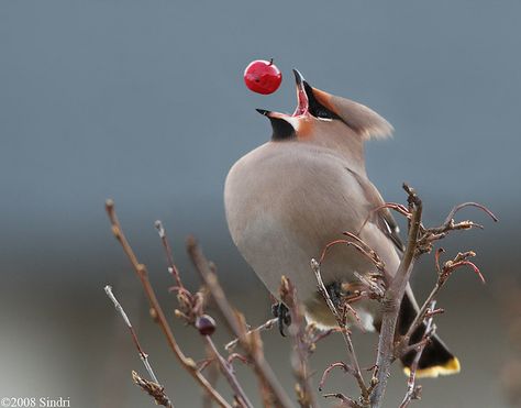 "I'm open!" Sindri Skulason snapped a perfectly timed photo of a vagrant catching a berry in Iceland. Bohemian Waxwing, Cedar Waxwing, Perfectly Timed Photos, Perfect Timing, Time Photo, Pretty Birds, Quarter Horse, Unique Image, Bird Watching