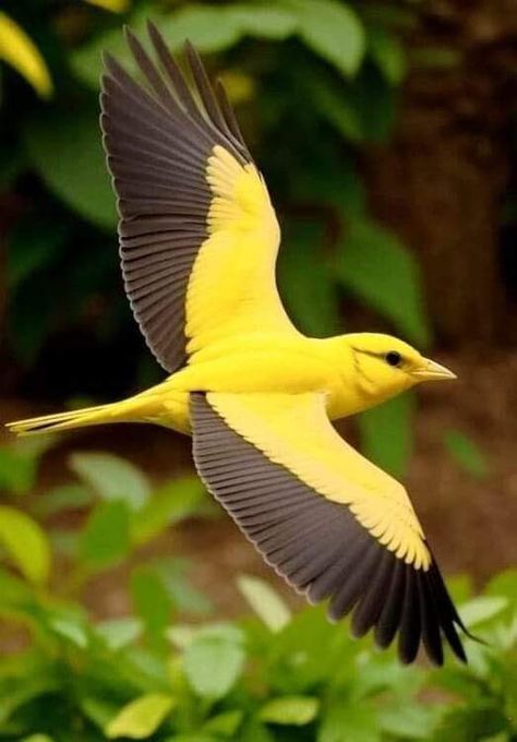 Golden Oriole, World Birds, Most Beautiful Birds, Rare Birds, Airbrush Art, Pretty Animals, Photo Of The Day, Cute Wild Animals, Exotic Birds