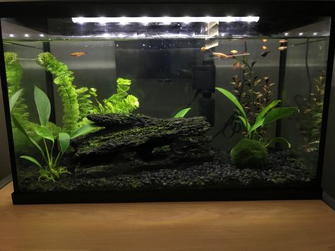 Fish Tank 20 Gallon, 10 Gallon Goldfish Tank, Fish Tank 10 Gallon Ideas, 10 Gallon Planted Betta Tank, 10 Gallon Fish Tank Aquascape, 3 Gallon Betta Tank, Planted 10 Gallon Aquarium, 10 Gallon Aquascape Ideas, 10 Gallon Aquarium Ideas